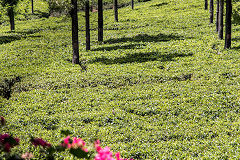 
High Field Tea factory, March 2016