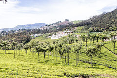 
High Field Tea factory, March 2016