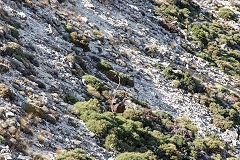 
A bucket and its load on its way to Mounsouna, Naxos, October 2015