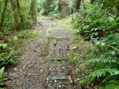 
Mikimiki logging tramway, North of Masterton, Wairarapa, December 2012