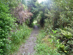 
Mikimiki logging tramway, North of Masterton, Wairarapa, December 2012