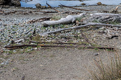 
Old rails from the slipway, Fort Opau, Makara, March 2017