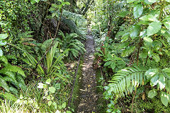 
Mitchells Gully, February 2017